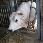 Il Bobolino in visita al Forteto