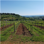 Bobolino in gita nel Chianti