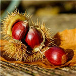 Festa delle castagne nella Residenza Il Bobolino