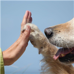 Pet therapy per gli ospiti